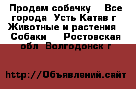 Продам собачку  - Все города, Усть-Катав г. Животные и растения » Собаки   . Ростовская обл.,Волгодонск г.